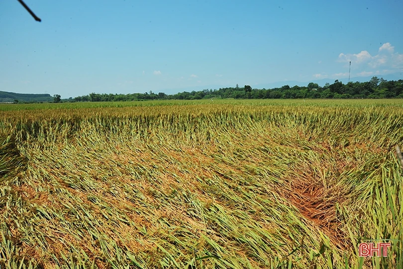Huyện miền núi Hà Tĩnh mất trắng hơn 100 ha lúa xuân do lũ trái mùa