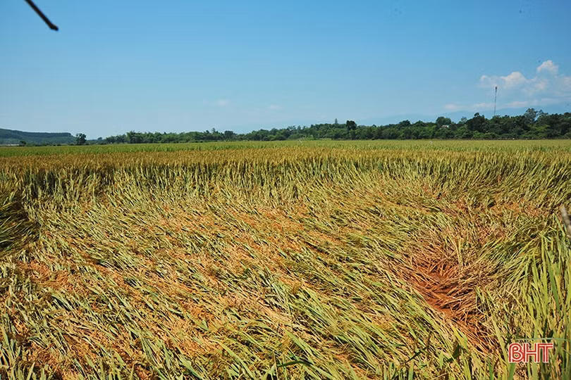 Huyện miền núi Hà Tĩnh mất trắng hơn 100 ha lúa xuân do lũ trái mùa