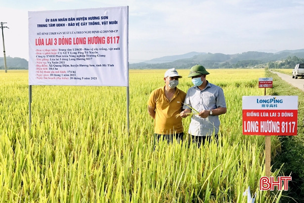Giống lúa lai 3 dòng cho năng suất gần 70 tạ/ha ở huyện miền núi Hà Tĩnh