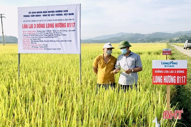 Giống lúa lai 3 dòng cho năng suất gần 70 tạ/ha ở huyện miền núi Hà Tĩnh