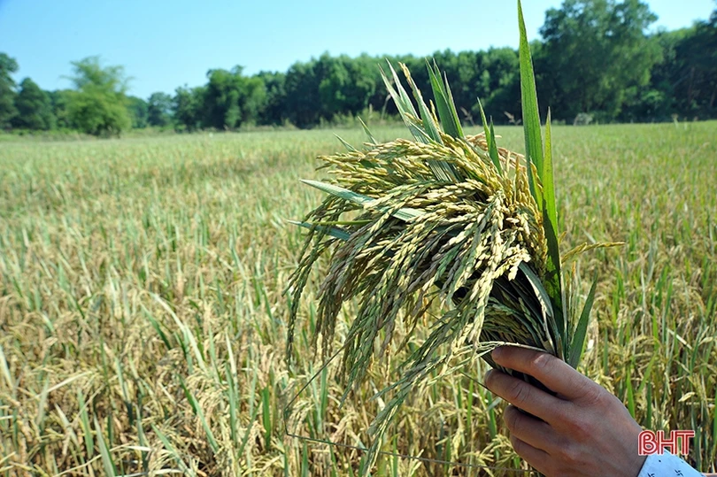 Huyện miền núi Hà Tĩnh mất trắng hơn 100 ha lúa xuân do lũ trái mùa