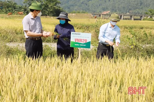 Năng suất cây trồng vụ xuân ở Nghi Xuân ước tăng 15 - 30%