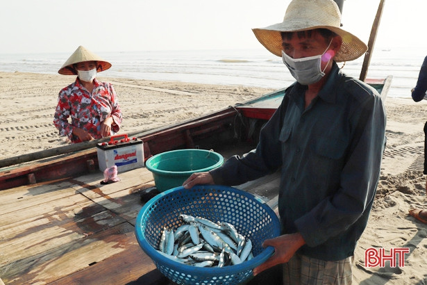 Cá trích được giá, ngư dân Nghi Xuân thu tiền triệu sau mỗi chuyến ra khơi