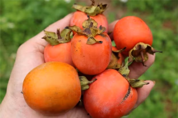 5 điều đại kỵ khi ăn hồng, tránh tắc nghẽn đường tiêu hóa