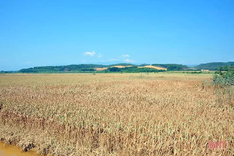 Huyện miền núi Hà Tĩnh mất trắng hơn 100 ha lúa xuân do lũ trái mùa