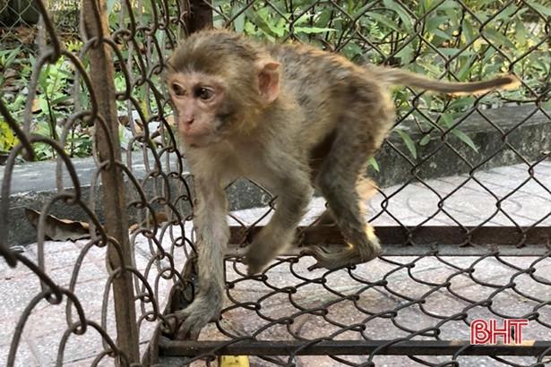 Bàn giao cá thể khỉ vàng quý hiếm cho Vườn Quốc gia Vũ Quang