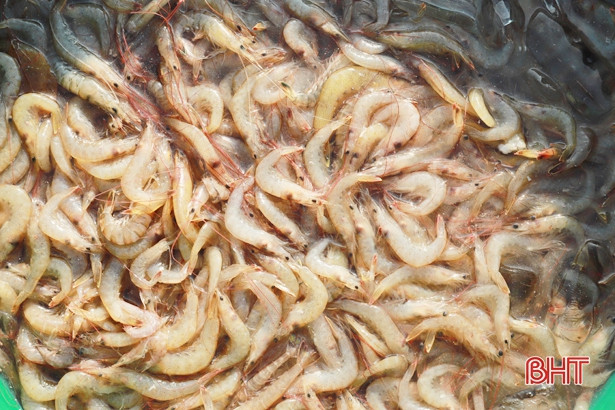 Cá trích được giá, ngư dân Nghi Xuân thu tiền triệu sau mỗi chuyến ra khơi