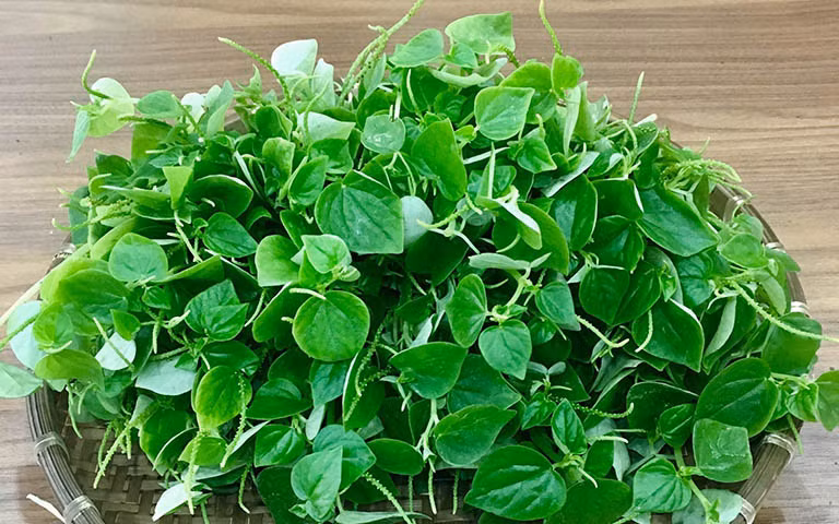 7 tác dụng của rau càng cua trong việc phòng và trị bệnh