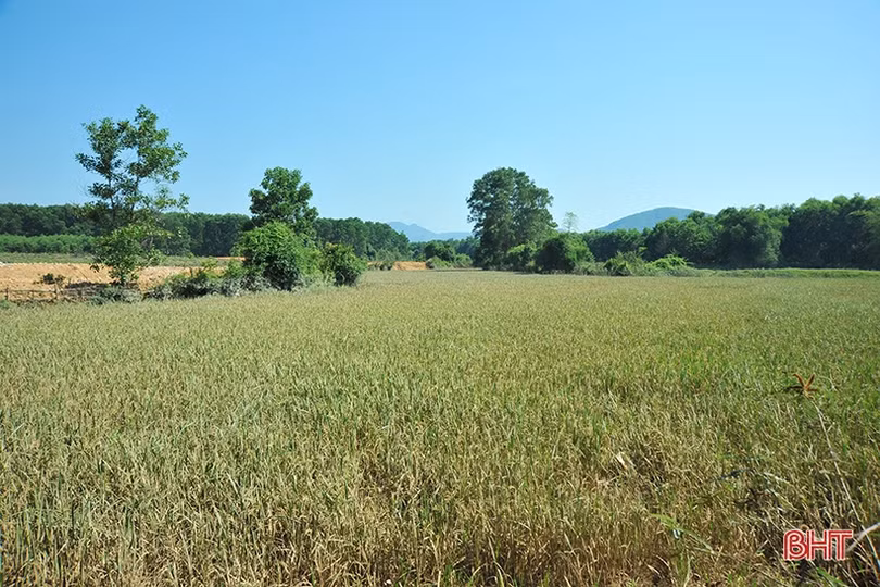 Huyện miền núi Hà Tĩnh mất trắng hơn 100 ha lúa xuân do lũ trái mùa