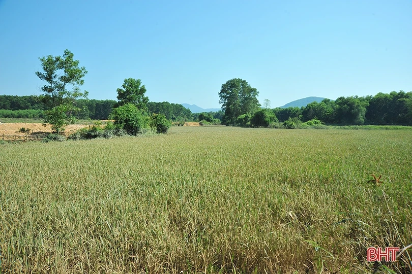 Huyện miền núi Hà Tĩnh mất trắng hơn 100 ha lúa xuân do lũ trái mùa