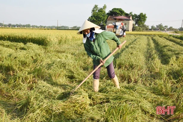 Hối hả thu hoạch lúa xuân ở Lộc Hà 