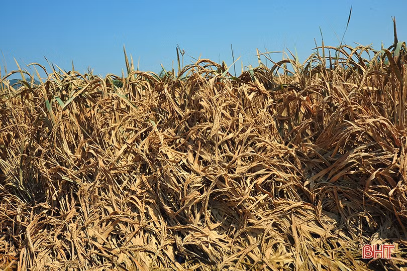 Huyện miền núi Hà Tĩnh mất trắng hơn 100 ha lúa xuân do lũ trái mùa