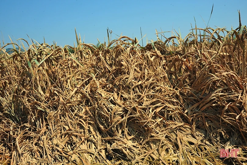 Huyện miền núi Hà Tĩnh mất trắng hơn 100 ha lúa xuân do lũ trái mùa