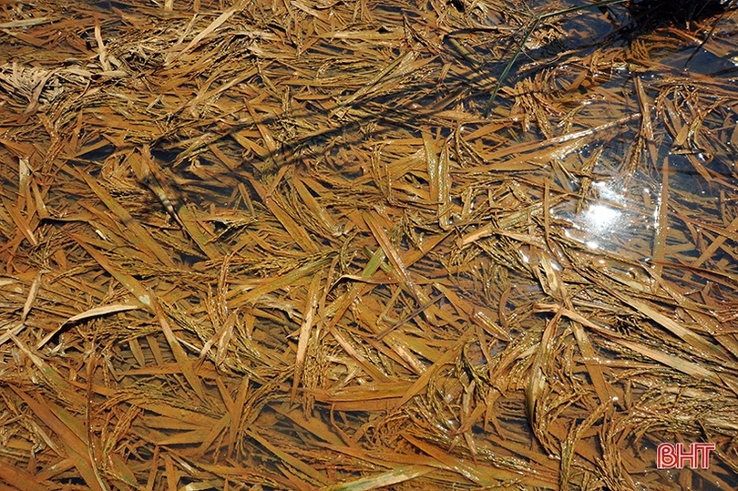 Huyện miền núi Hà Tĩnh mất trắng hơn 100 ha lúa xuân do lũ trái mùa