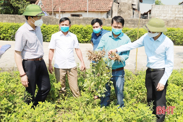 Năng suất cây trồng vụ xuân ở Nghi Xuân ước tăng 15 - 30%