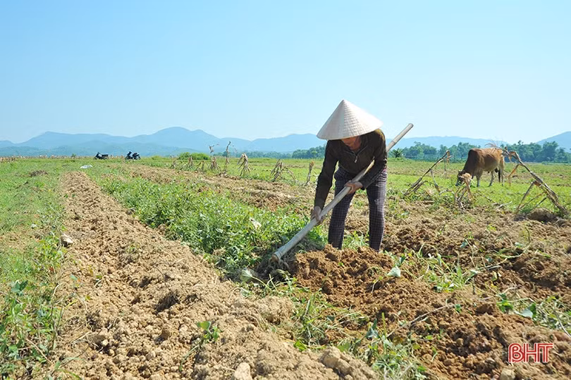 Huyện miền núi Hà Tĩnh mất trắng hơn 100 ha lúa xuân do lũ trái mùa