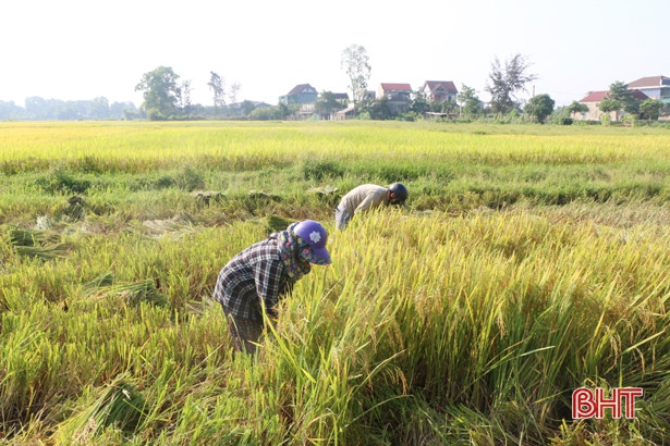 Hà Tĩnh bắt đầu thu hoạch vụ lúa xuân 2021