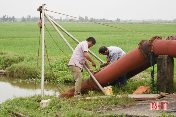 Hối hả thu hoạch lúa xuân ở Lộc Hà 