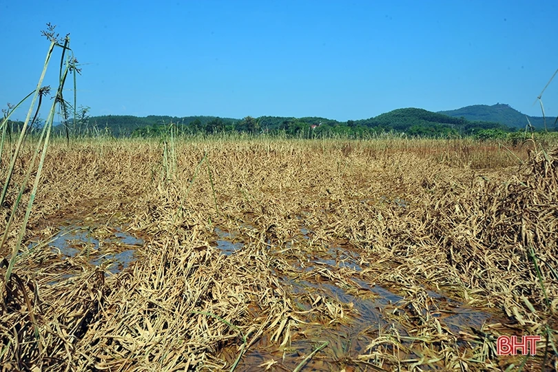 Huyện miền núi Hà Tĩnh mất trắng hơn 100 ha lúa xuân do lũ trái mùa