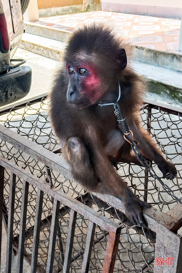 Hà Tĩnh: Bàn giao cá thể khỉ mặt đỏ để thả về môi trường tự nhiên