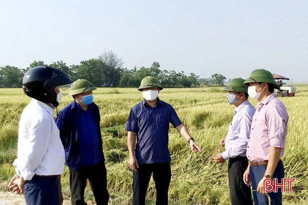 Hối hả thu hoạch lúa xuân ở Lộc Hà 