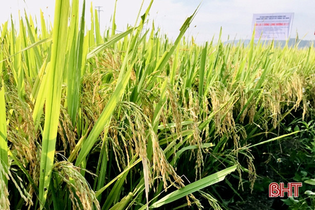 Giống lúa lai 3 dòng cho năng suất gần 70 tạ/ha ở huyện miền núi Hà Tĩnh