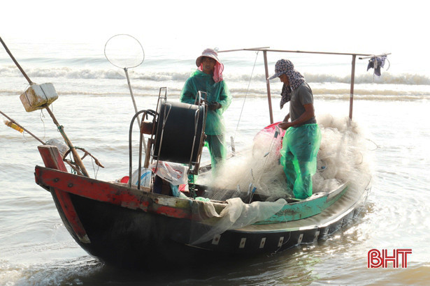 Cá trích được giá, ngư dân Nghi Xuân thu tiền triệu sau mỗi chuyến ra khơi