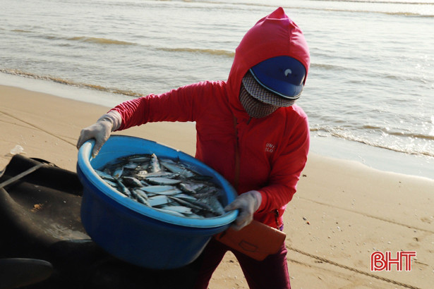 Cá trích được giá, ngư dân Nghi Xuân thu tiền triệu sau mỗi chuyến ra khơi