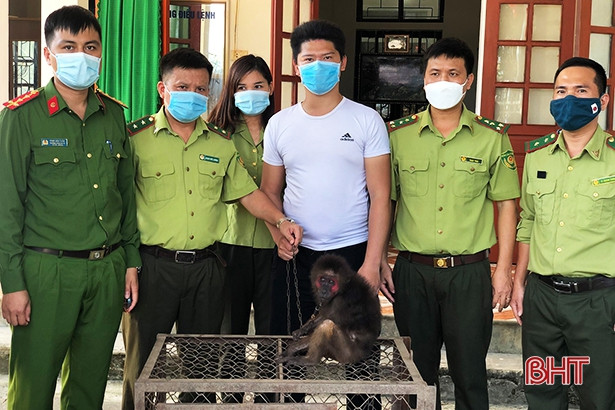 Hà Tĩnh: Bàn giao cá thể khỉ mặt đỏ để thả về môi trường tự nhiên