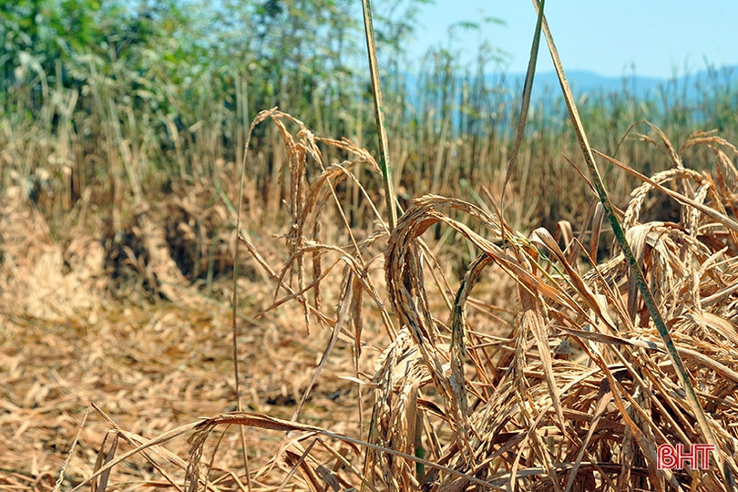 Huyện miền núi Hà Tĩnh mất trắng hơn 100 ha lúa xuân do lũ trái mùa