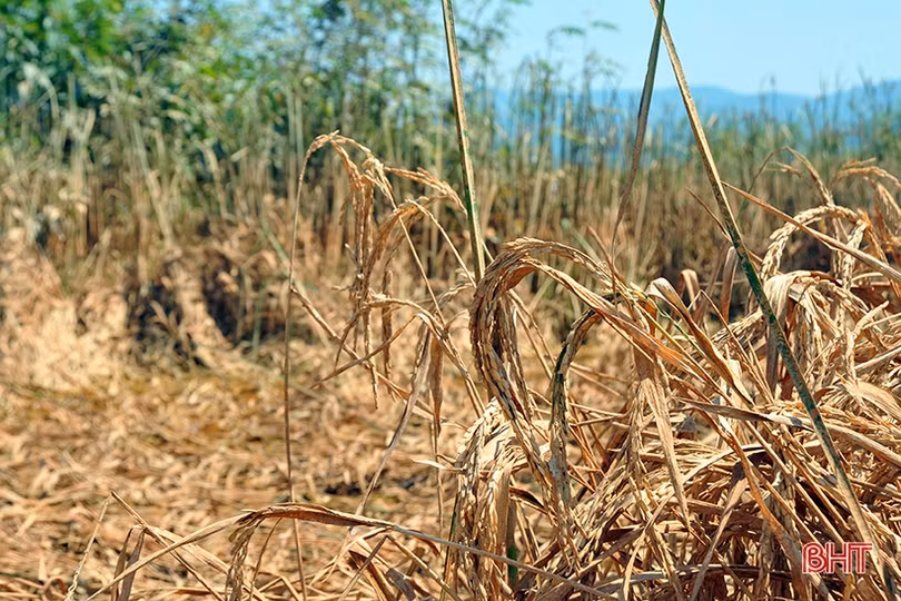 Huyện miền núi Hà Tĩnh mất trắng hơn 100 ha lúa xuân do lũ trái mùa