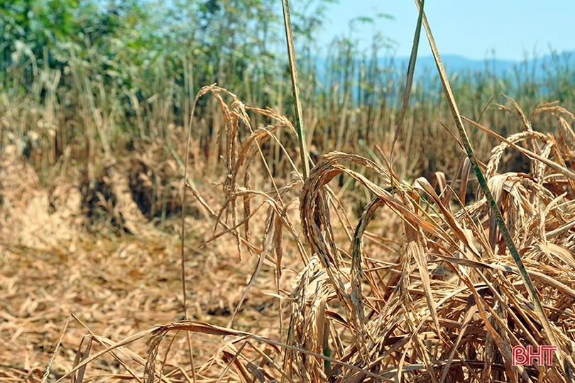 Huyện miền núi Hà Tĩnh mất trắng hơn 100 ha lúa xuân do lũ trái mùa ảnh 3 Huyện miền núi Hà Tĩnh mất trắng hơn 100 ha lúa xuân do lũ trái mùa