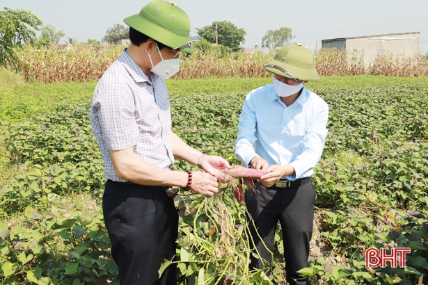 Năng suất cây trồng vụ xuân ở Nghi Xuân ước tăng 15 - 30%