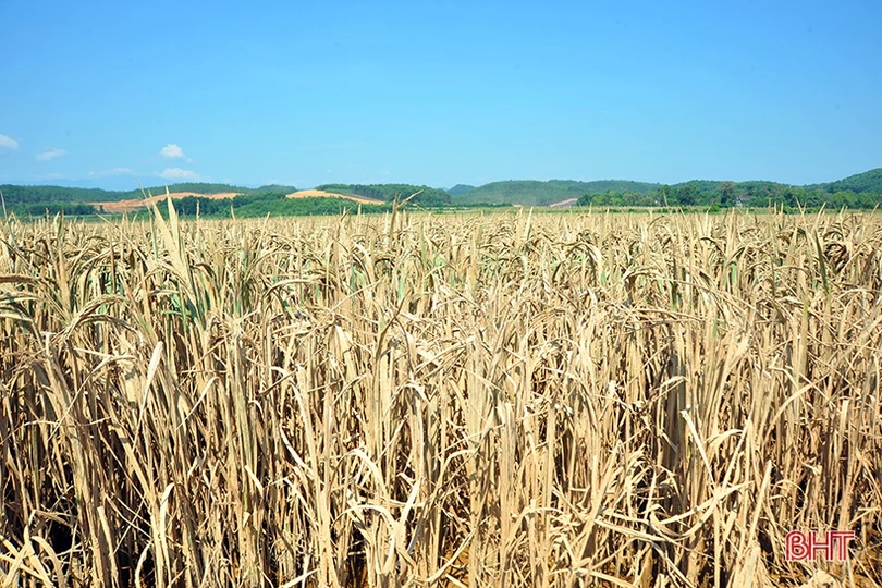 Huyện miền núi Hà Tĩnh mất trắng hơn 100 ha lúa xuân do lũ trái mùa