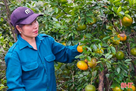 Chăm cây, dưỡng quả chuẩn bị cho cam bù "xuống núi" đón Tết