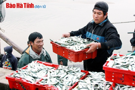 Ngư dân được mùa cá vụ Bắc ảnh 3