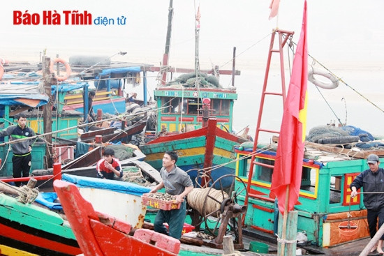 Ngư dân được mùa cá vụ Bắc ảnh 4