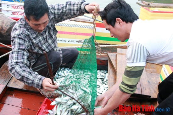 Ngư dân được mùa cá vụ Bắc ảnh 1