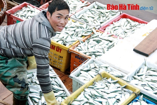 Ngư dân được mùa cá vụ Bắc ảnh 2