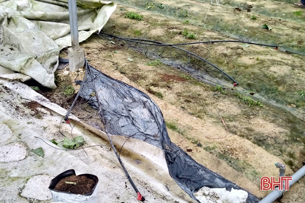 Lốc xoáy làm hư hại khoảng 1.000 gốc dưa lưới của một HTX ở Hà Tĩnh