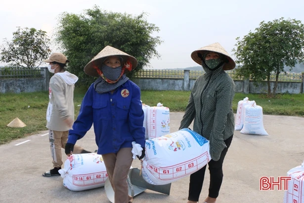Nông dân Hà Tĩnh khắc phục khó khăn, khẩn trương thu hoạch lúa xuân