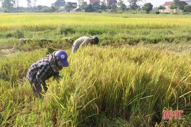 Nông dân Hà Tĩnh khắc phục khó khăn, khẩn trương thu hoạch lúa xuân
