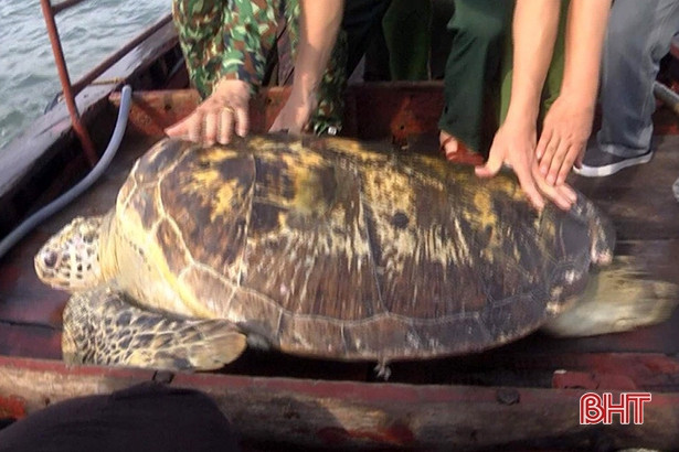 Thả cá thể rùa quý hiếm nặng hơn 80 kg về lại vùng biển Hà Tĩnh