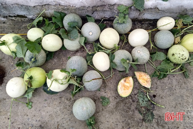 Lốc xoáy làm hư hại khoảng 1.000 gốc dưa lưới của một HTX ở Hà Tĩnh