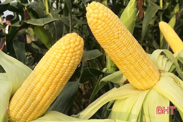 Hương Sơn hỗ trợ gần 1,5 tỷ đồng tiền ngô giống cho vùng bị thiên tai