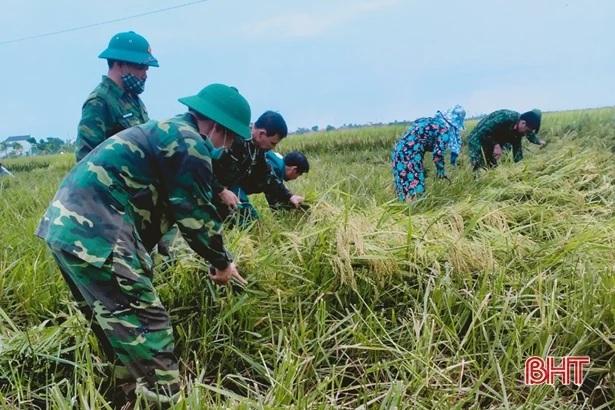 Nông dân Hà Tĩnh khắc phục khó khăn, khẩn trương thu hoạch lúa xuân