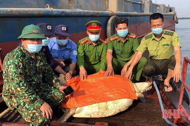 Thả cá thể rùa quý hiếm nặng hơn 80 kg về lại vùng biển Hà Tĩnh