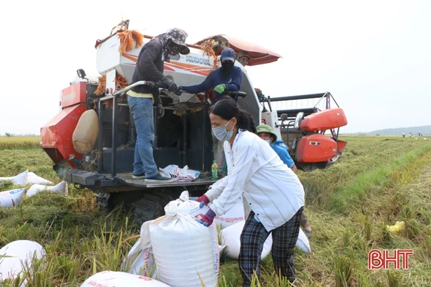 Nông dân Hà Tĩnh khắc phục khó khăn, khẩn trương thu hoạch lúa xuân