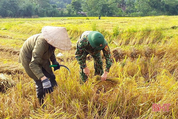 Chiến sỹ biên phòng Hà Tĩnh giúp bà con khu vực biên giới thu hoạch lúa xuân