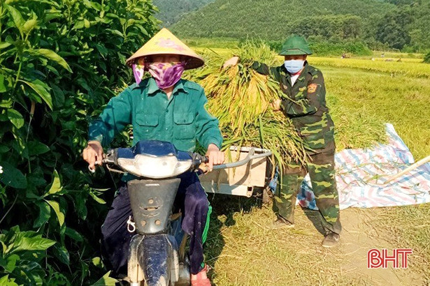 Chiến sỹ biên phòng Hà Tĩnh giúp bà con khu vực biên giới thu hoạch lúa xuân